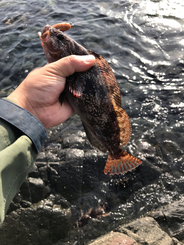 アイナメの釣果