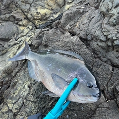 オナガグレの釣果