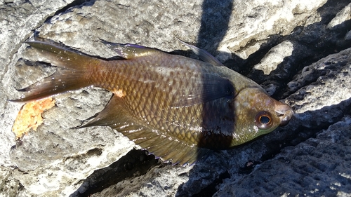 スズメダイの釣果