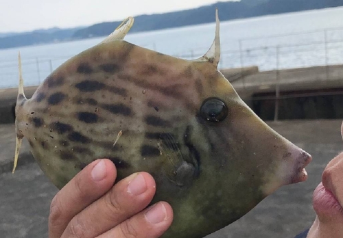 カワハギの釣果