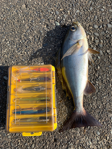 イサキの釣果