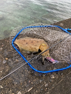 コブシメの釣果