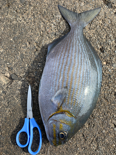 イスズミの釣果