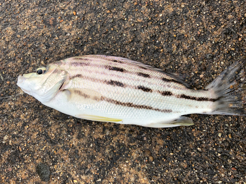 シマイサキの釣果