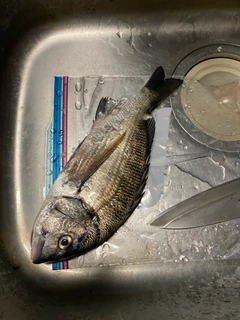 クロダイの釣果