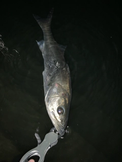 セイゴ（マルスズキ）の釣果