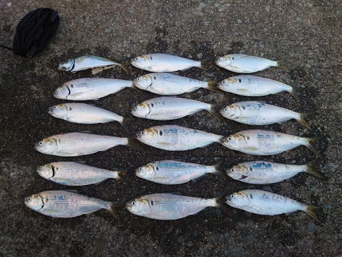 コノシロの釣果