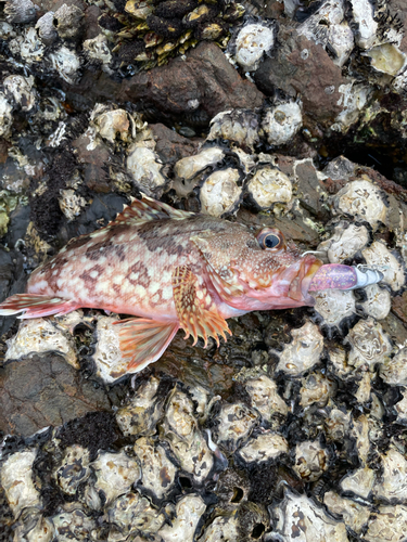 カサゴの釣果