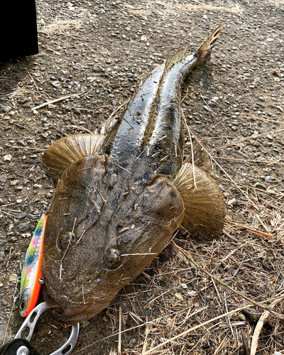 マゴチの釣果