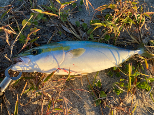 イナダの釣果