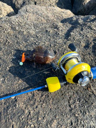 タケノコメバルの釣果