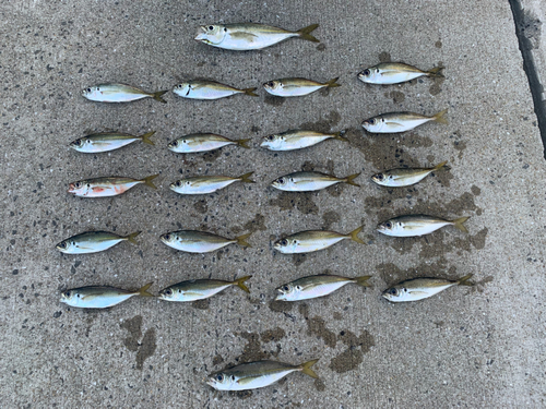 アジの釣果