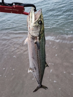 サゴシの釣果