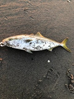 イナダの釣果