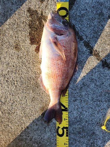 マダイの釣果