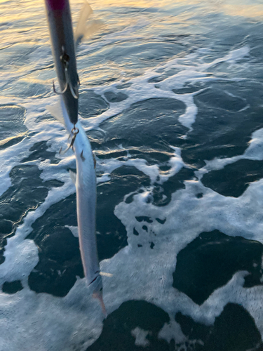 ダツの釣果