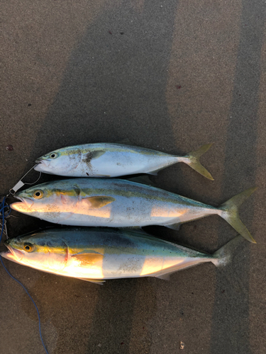 ワラサの釣果