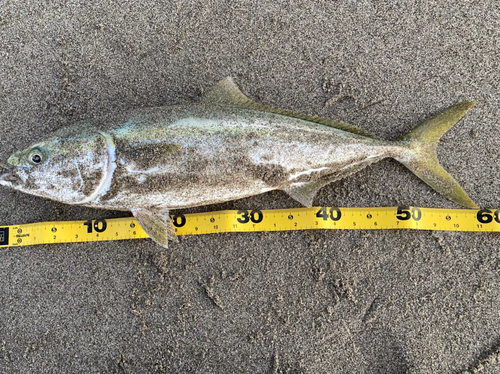 イナダの釣果