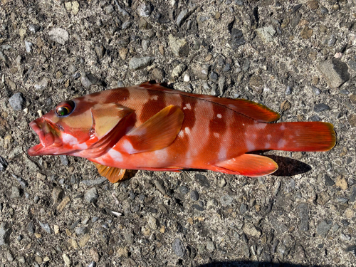 アカハタの釣果