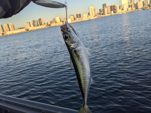 サバの釣果