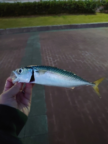 マサバの釣果