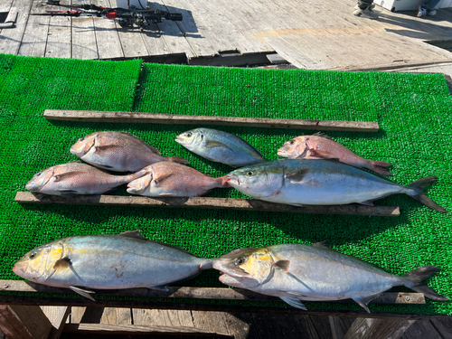 カンパチの釣果