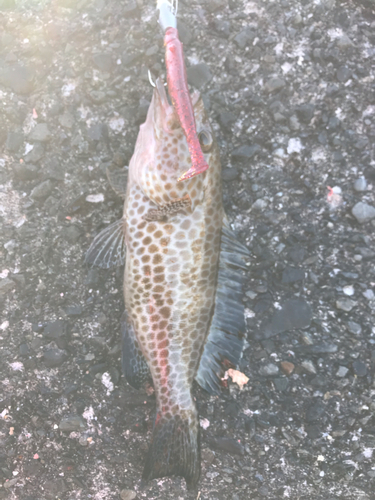 オオモンハタの釣果