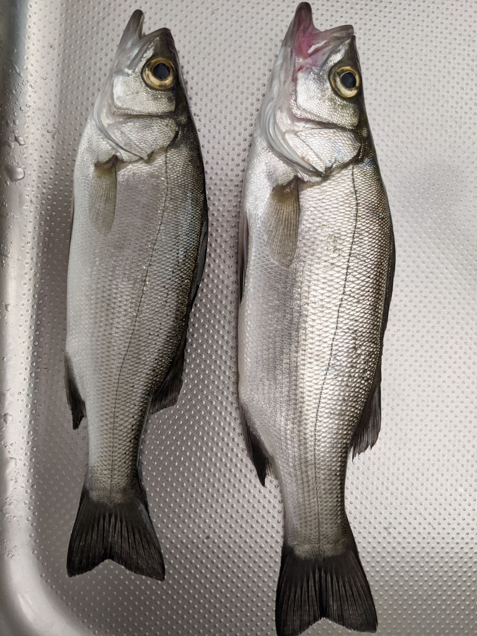 セイゴ（マルスズキ）