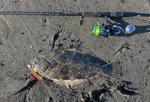 ヒラメの釣果