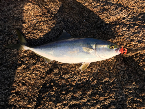 ツバスの釣果