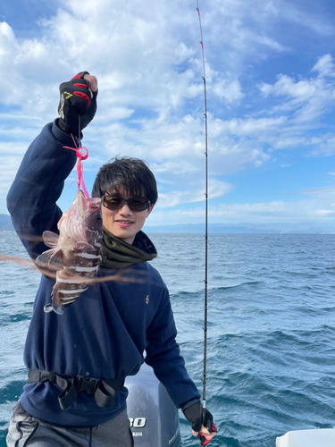 マハタの釣果