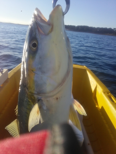 ワラサの釣果