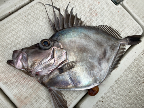 カガミダイの釣果