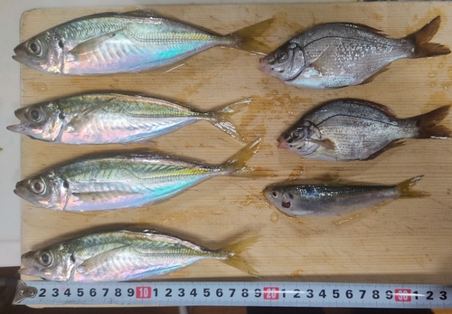 アジの釣果