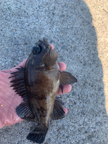 クロメバルの釣果