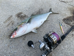 イナダの釣果