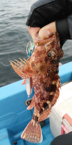 カサゴの釣果