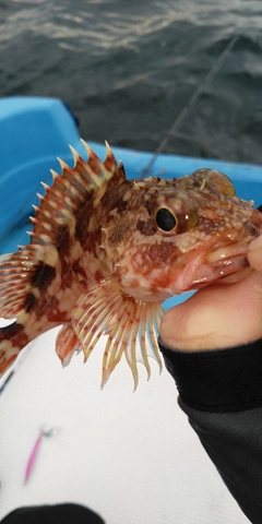 カサゴの釣果