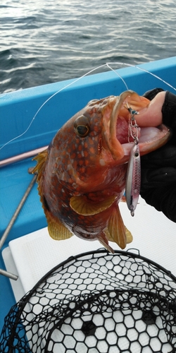 アコウの釣果