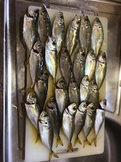 アジの釣果