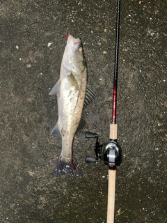 マダカ（マルスズキ）の釣果