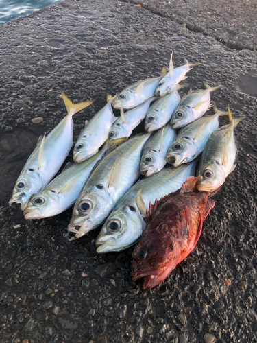 アジの釣果