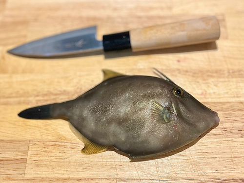 カワハギの釣果