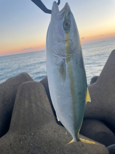 ワカシの釣果