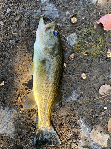 ラージマウスバスの釣果