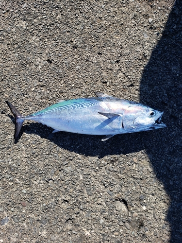 ヒラソウダの釣果