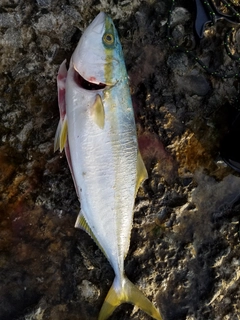 イナダの釣果