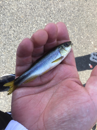 カワムツの釣果