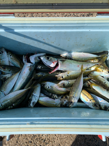 アジの釣果