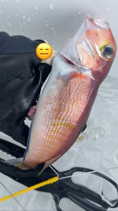 アマダイの釣果